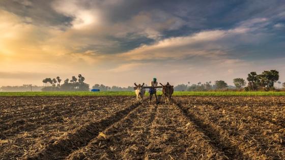 الهند تنتظر أزمة كبيرة في ارتفاع أسعار المحاصيل والصادرات الزراعية