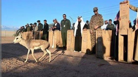 لذلك السبب تم نقل الحيوانات إلى المحمية الخاصة بالأمير محمد بن سلمان ولي العهد